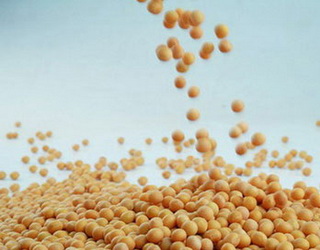 Розчинність протеїну зерна сої в 1,3 раза вища, ніж у зеленій масі